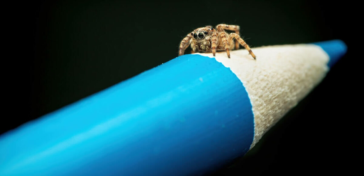 What is crawl budget and how to optimize it the smart way?